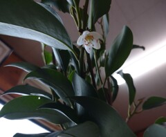 榊の花 最後の一輪