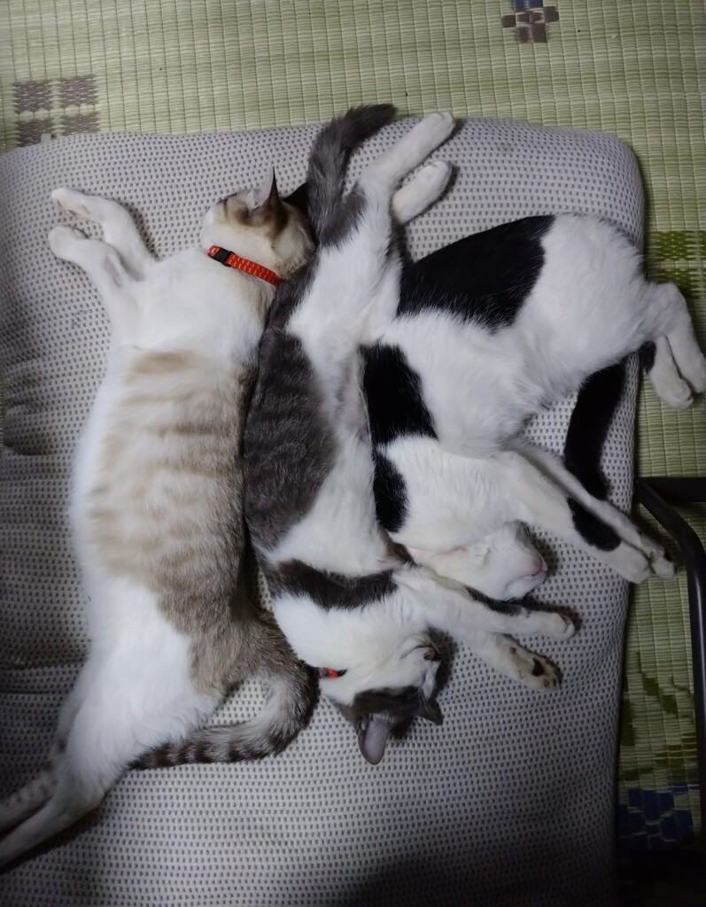 ○○の法則…が有げ    (^-^)