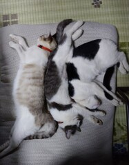 ○○の法則…が有げ    (^-^)