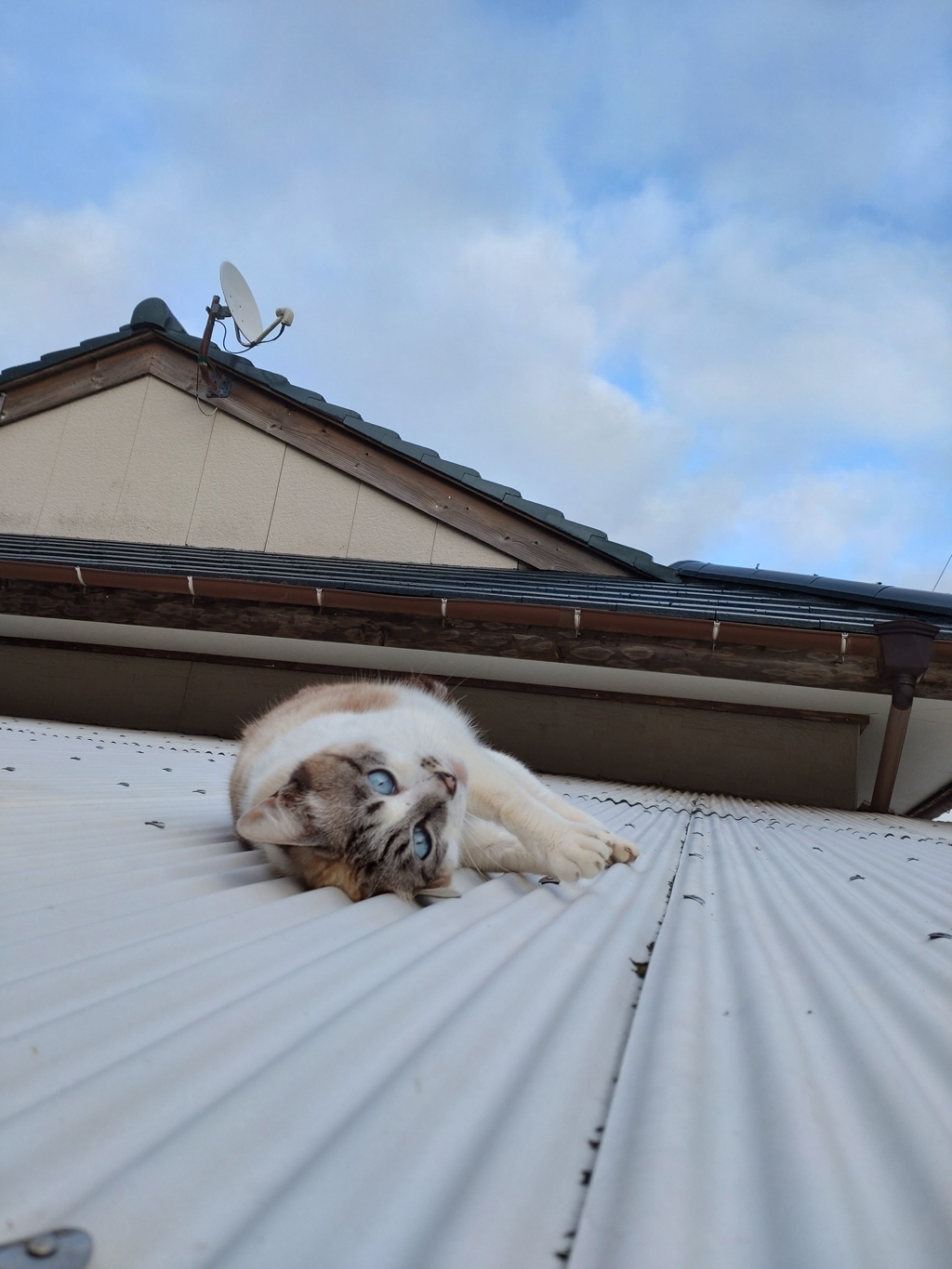 屋根の上で撫でてアピールされても、、、届きませんよ、シロちゃん。