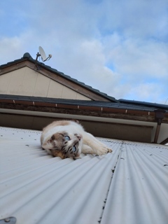屋根の上で撫でてアピールされても、、、届きませんよ、シロちゃん。