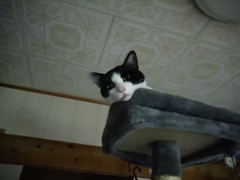生にゃんこ  #パンのブーム