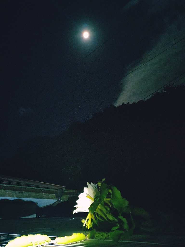 ドラゴンフルーツの花と一緒にお月見です。