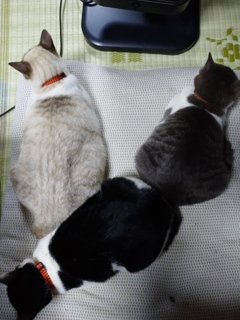 けつれつ