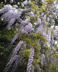 藤の花の下に立てる私 、鬼よめ、ではないらしい(^^)