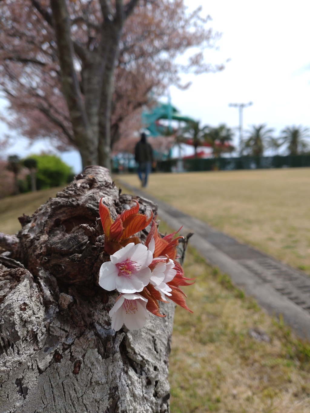 花は咲く　切られても根が生きてさえいれば