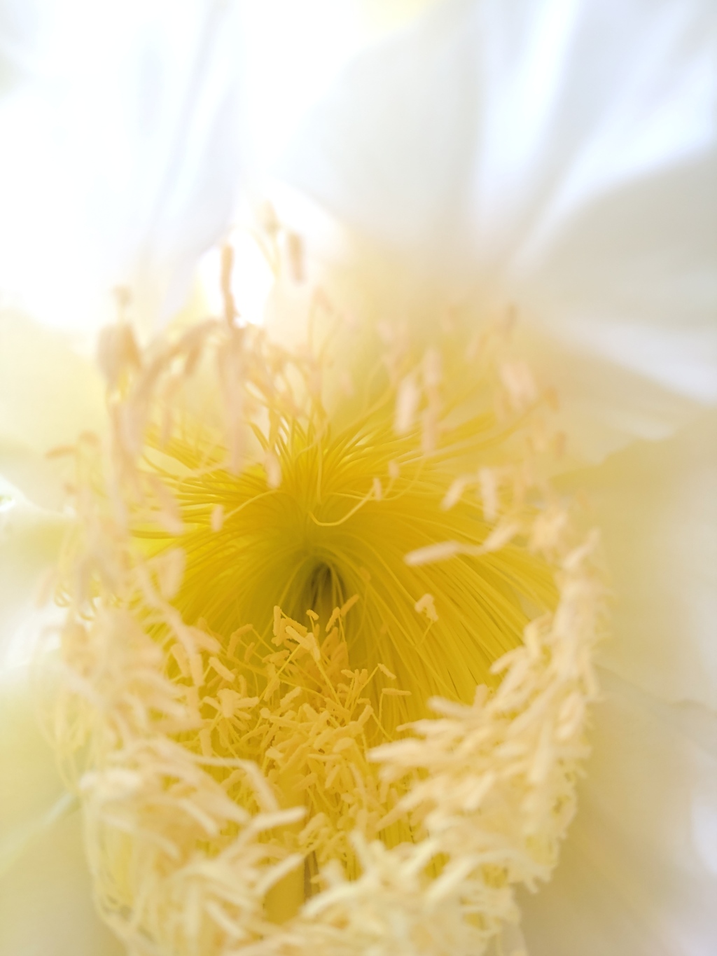 今年たった一つだけの蕾…開花を見逃した後悔たるものや…