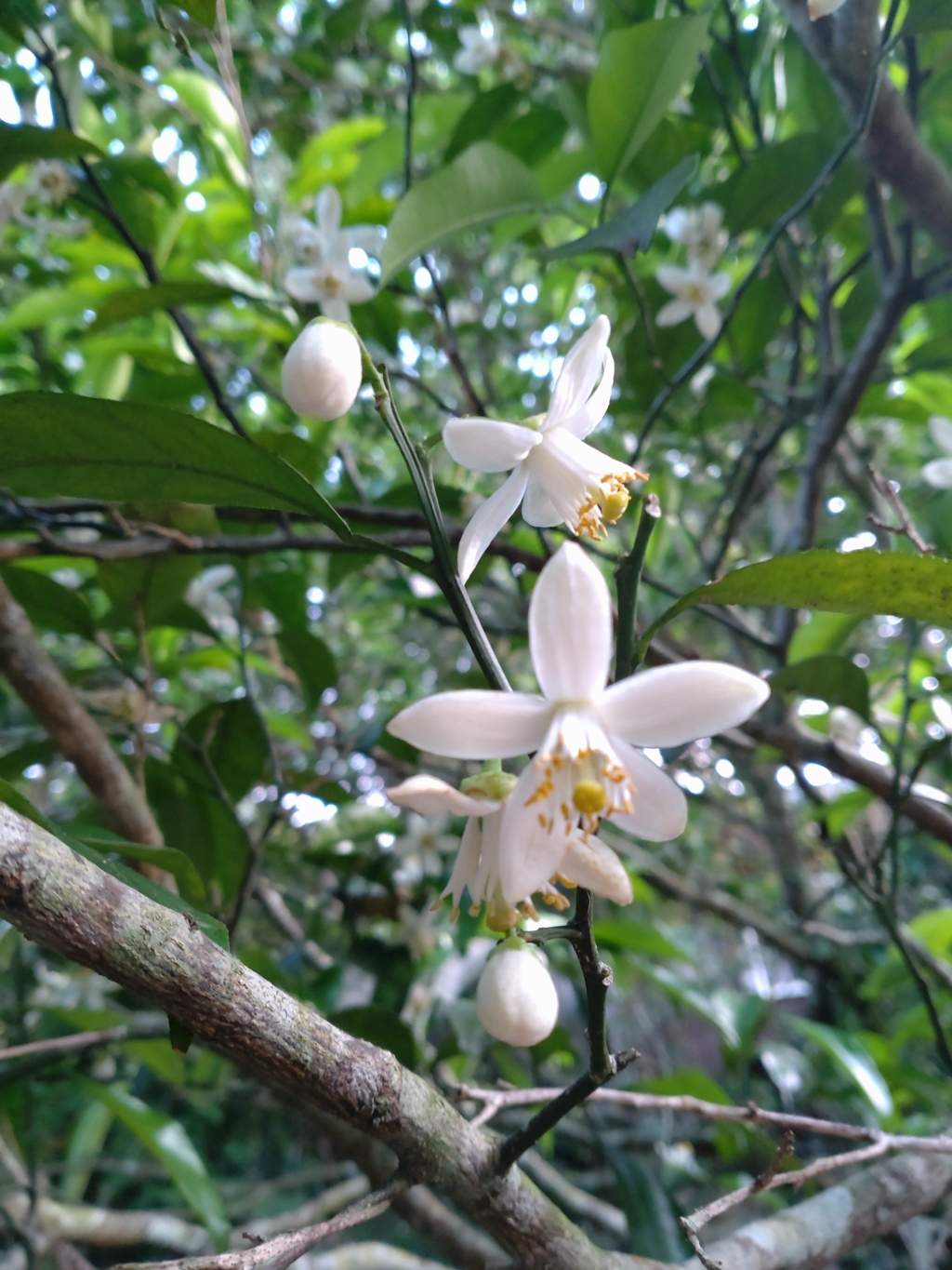 甘夏みかんの花　