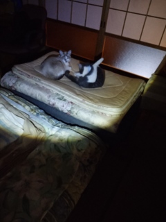 こらこら… 襖閉め忘れてた…