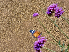 P1010305