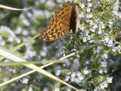 P1010549