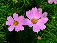 P10707n05_Fotor