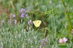 P1150744