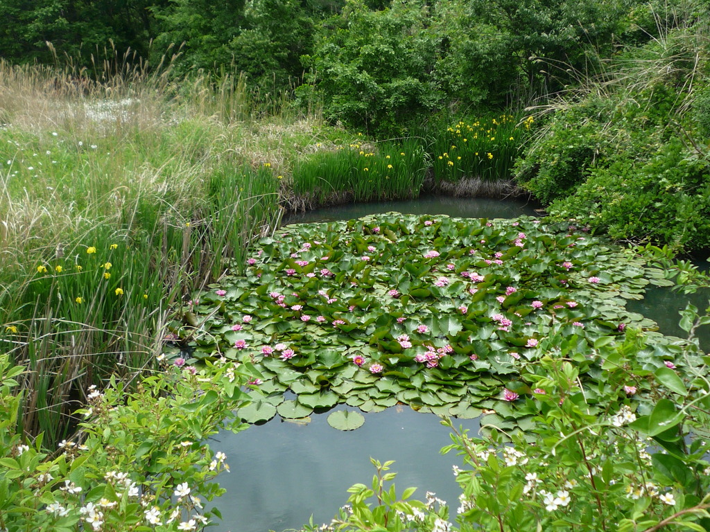 ２０１８年５月　　水連の花