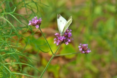 P1150696
