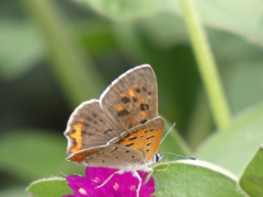 P1010381