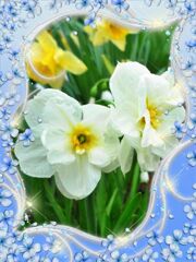 my_photo_flower-1976 (5)