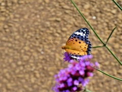 P1010307
