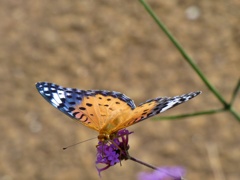P1010311