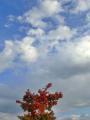 2019年10月　　紅葉　２