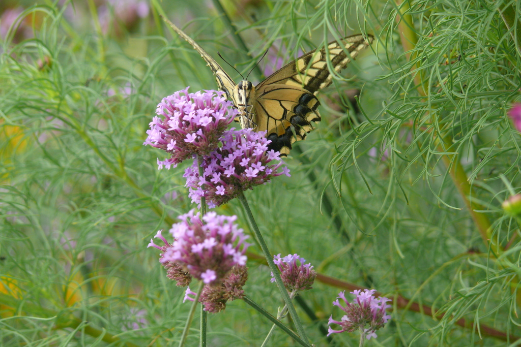 P1160591