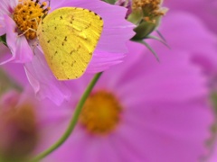 P1020343