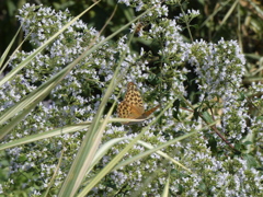 P1010527