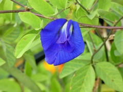 P1010439