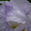 P1130125