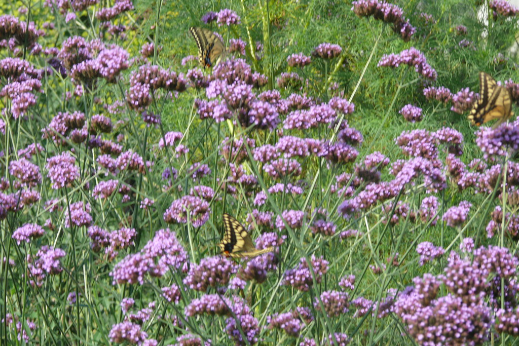P1150946