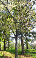 御衣黄桜とりんごの花　　2018年4月