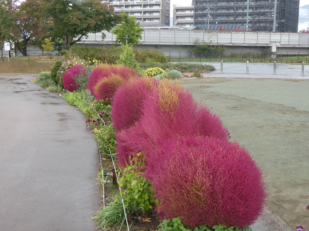 10月22日のコキアです