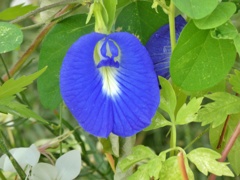 P1010410