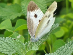 P1010354