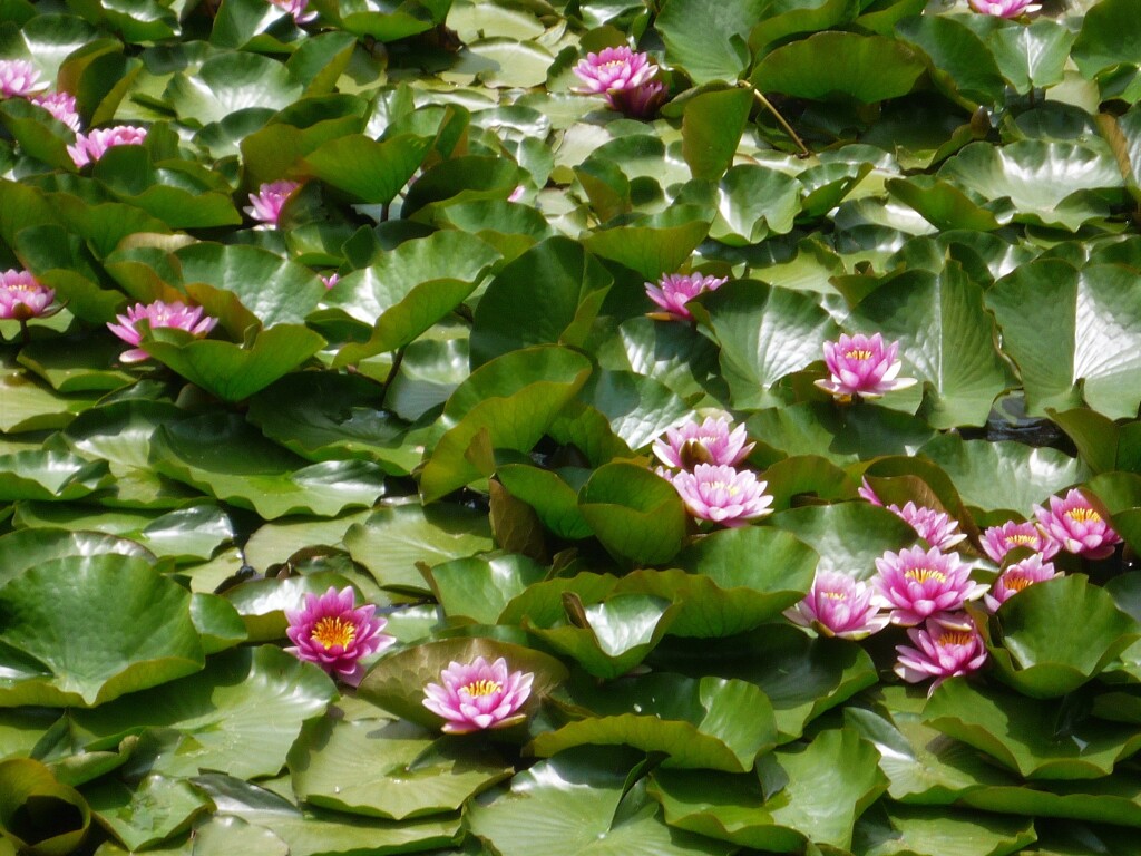 P1020411