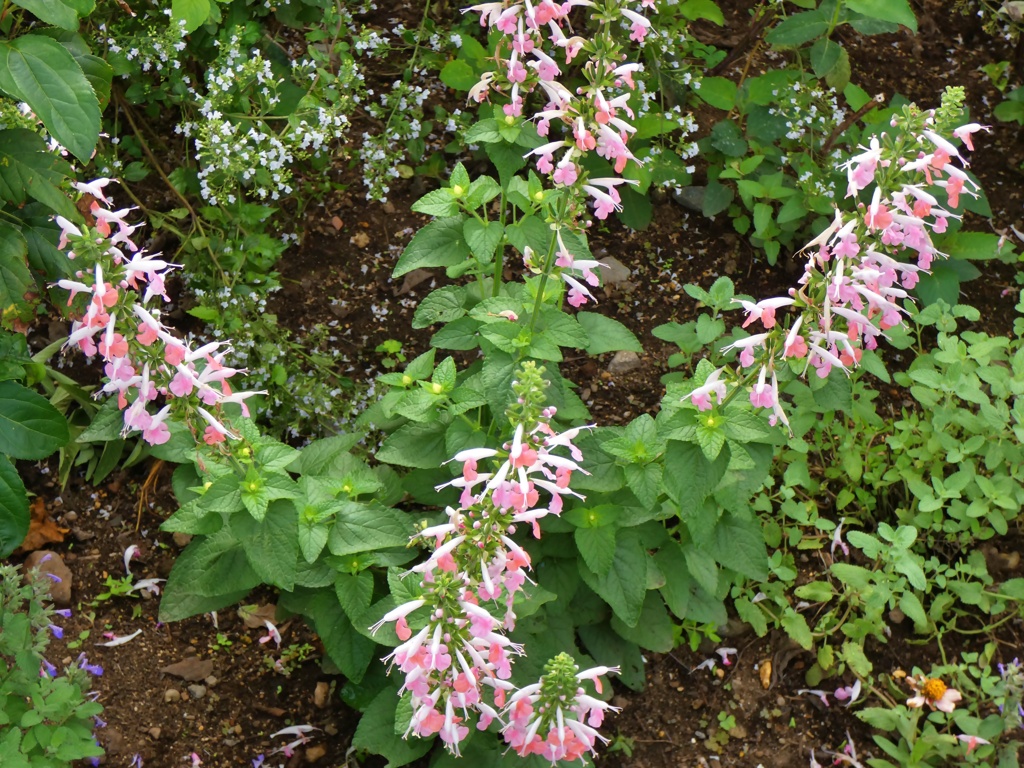 P1010185