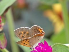 P1010378
