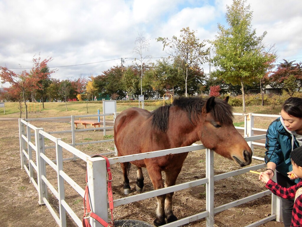 2018年10月・・木曽馬