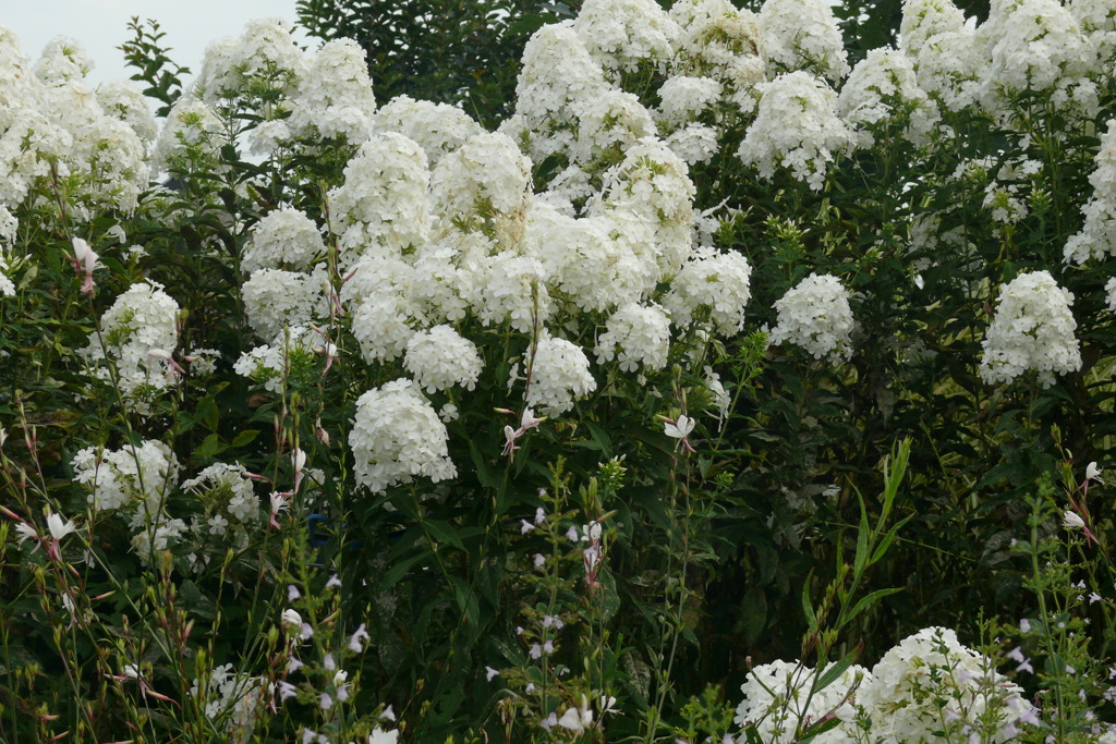 P1140691