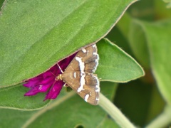 P1010386
