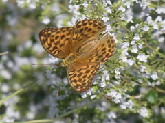 P1010548