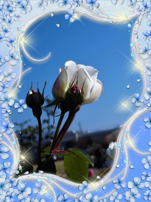 my_photo_flower-1976