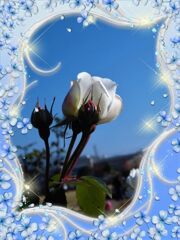my_photo_flower-1976