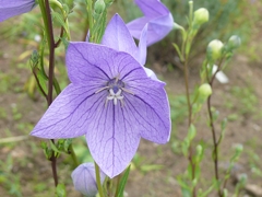 P1070530 - コピー