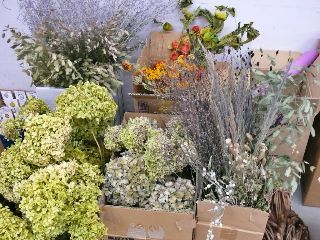 P1090433アナベルや西洋アジサイのドライ