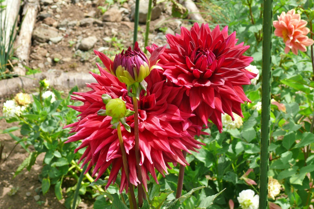 P1140785