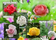 my_photo_collage-122