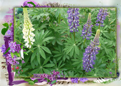 loonapix_1594699864180444014_max