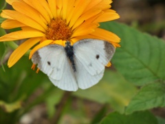 P1010926