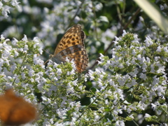 P1010551